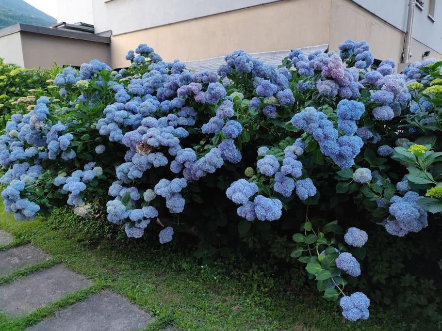 شقة La Begonia موربينيو المظهر الخارجي الصورة